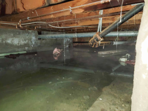 Best Mold removal after water damage  in Beloit, KS